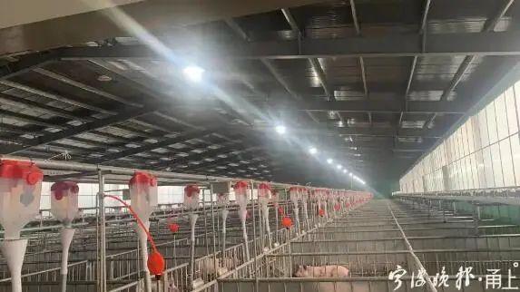 浙江宁波：最大生猪养殖基地全面动工，年出栏达10万头以上
