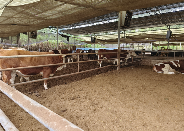 灵山县这个牛场采用生物发酵床技术，实现成本低效率高的生态养殖