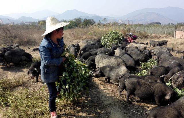 2017年养猪发展契机！生态养猪是养猪人必须考虑的大趋势