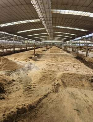 发酵床养猪菌种价格(灵山县这个牛场采用生物发酵床技术，实现成本低效率高的生态养殖)