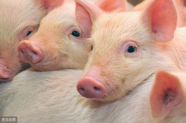 农村养猪需要的5大关键技术