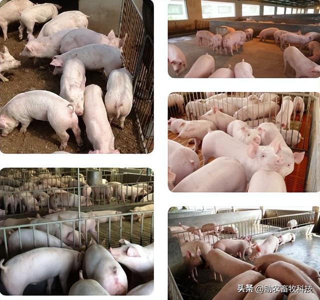 养猪100天出栏饲料参考配方，自配料也能够快速养猪出栏