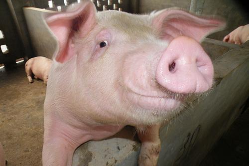 猪的生物学特征及在生产中的妙用