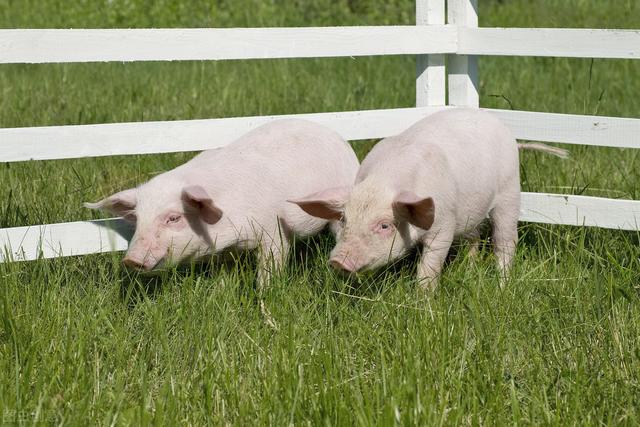 夏季养猪巧用青饲料，成本低，发育好