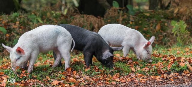 猪饲料越来越贵，养猪成本不断攀升，养猪户快来学学如何节省饲料