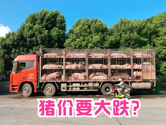 5月1日起，一项养猪新政将实施，涉及养殖户，面临一个现实问题