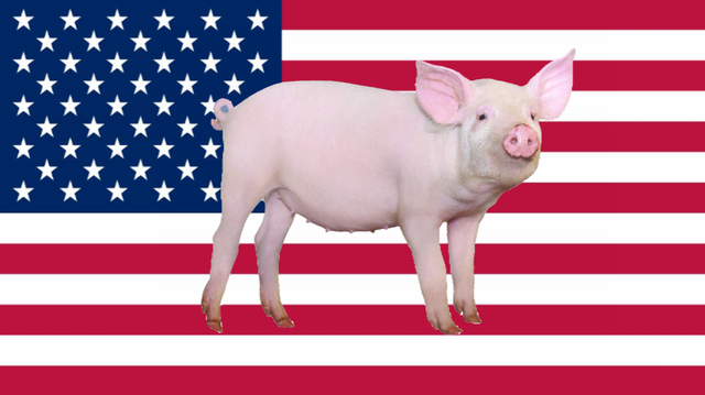 “猪老大”美国竟被超！中国建世界最大养猪场，年产量210万头