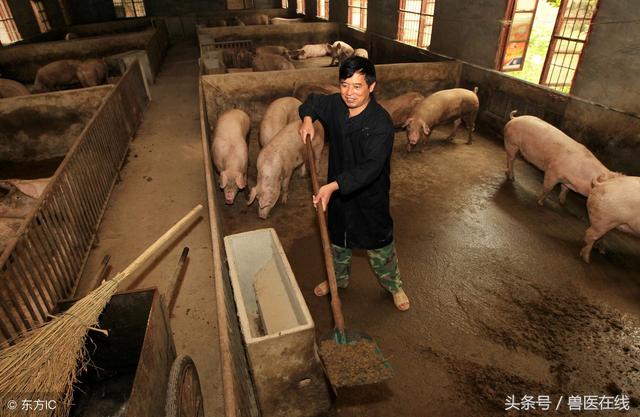 中国式养猪存在的五大问题！