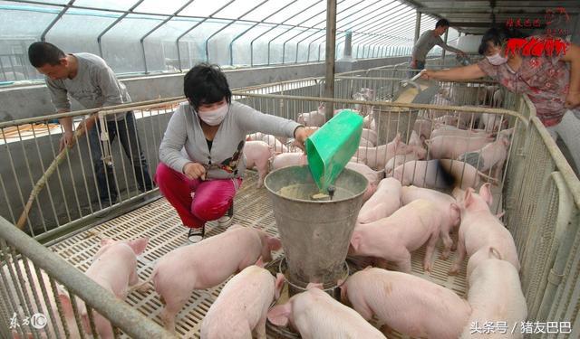 异位发酵床这个养猪模式好，环保无压力，猪粪还能“变废为宝”！