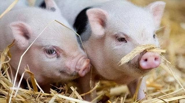 猪饲料加什么猪长得快？什么猪料喂猪长得快？养猪人请看完