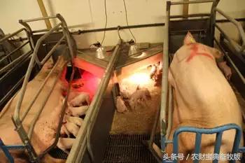 揭秘丹麦猪场内部生产，原来他们是这样养猪的！