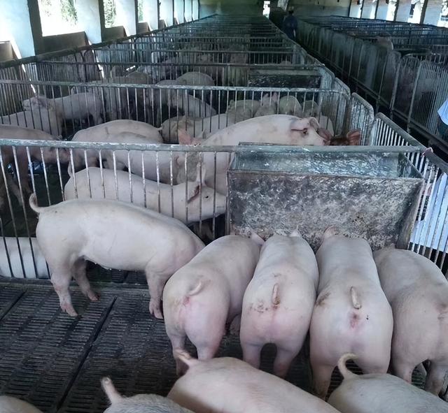 贵州一猪场懂得利用微生物菌进行酒糟发酵，可有效降低了饲料成本