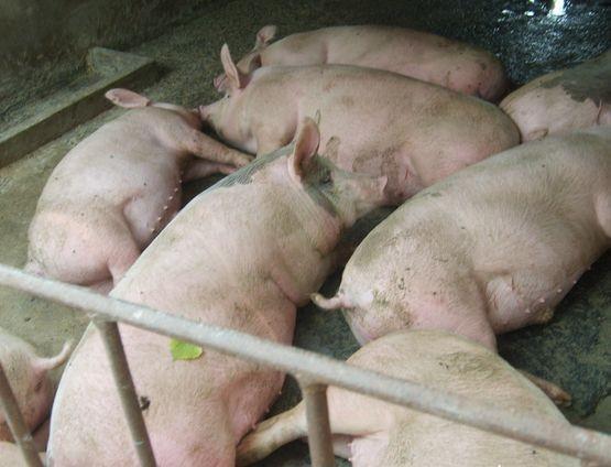 养猪人请注意，猪场臭气会对人体有害，请注意保护自己！