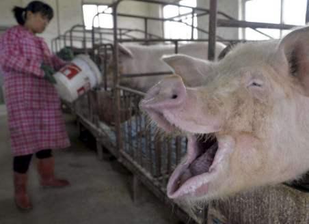 疫情当前，养猪业也面临着这3大风险