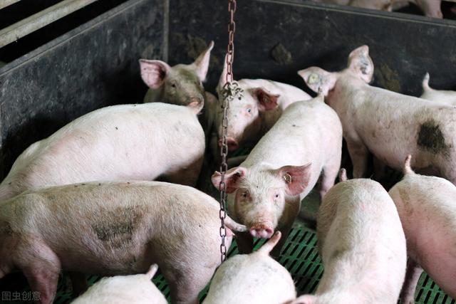 为何美国的猪肉产量高，看看他们的喂猪方式，确实不能比