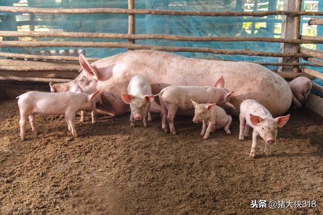 新手养猪选择塑料大棚？大棚养猪的优缺点你都知道吗？