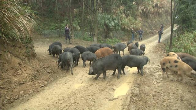 农村大哥另辟蹊径养800头黑猪，不喂饲料不圈养，500亩山林可随意活动，肉质香嫩寻销路！