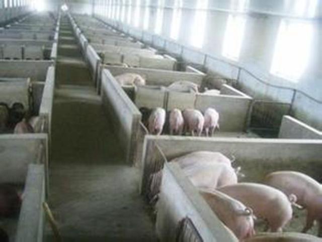 如果你不明白猪舍搭建的这十大禁忌，劝你不要养猪！