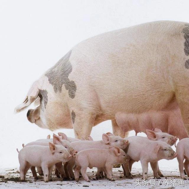 养猪技术并不复杂，为什么人们养不好？