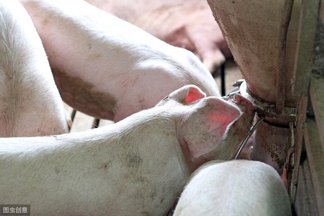 养猪技术并不复杂，为什么人们养不好？