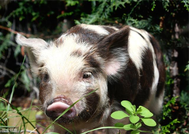 环保对猪场要求越来越严格，想复养不是那么简单的