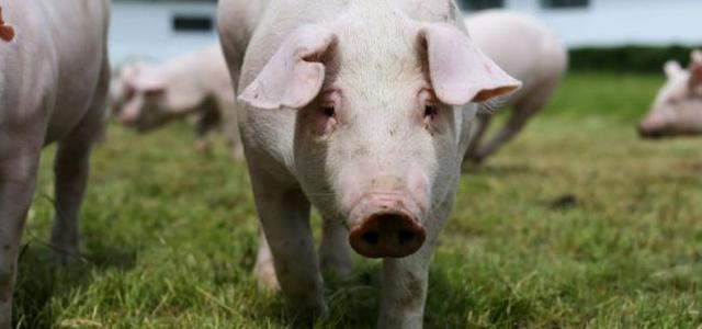 生猪产能释放高峰撞上新疫情，养猪业正经历20年来最特殊亏损期