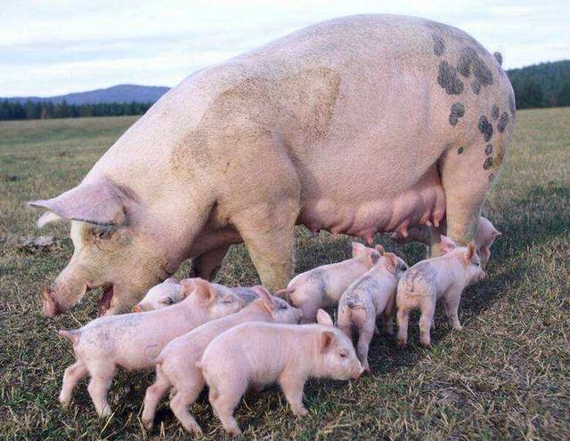 养猪预防猪病毒用什么药？养猪人都需要知道，快收藏