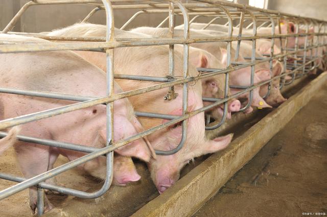 猪催肥最简单方法，养猪怎么喂才长得快？给猪喂什么可以快速催肥