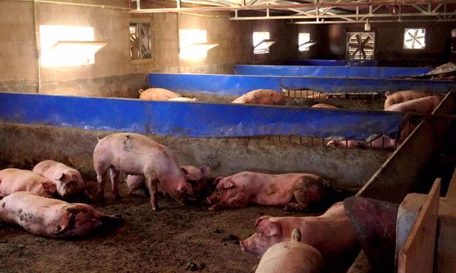 宣威得禄乡：以“一县一业”为抓手 大力发展生猪养殖