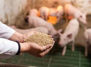 养猪收益比(猪价、粮价开始上涨2024年：农民种地、养猪收益能好吗？)