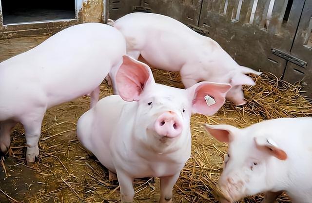 公猪和母猪一起养可以吗？为什么公猪和母猪不能养在一起？