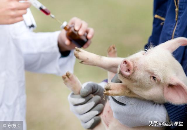 猪场消毒和疫苗选择是规模化养猪成败的关键
