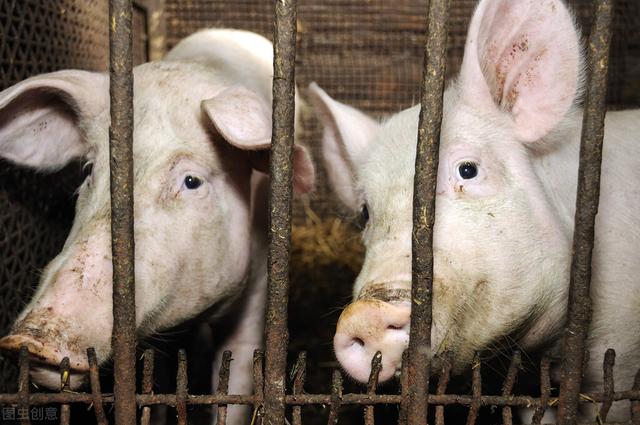 养猪场如何才能做到可持续发展？
