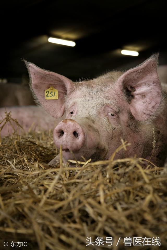 中国式养猪存在的五大问题！