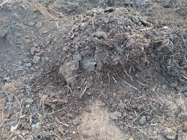 种植红薯藤喂猪，挖大穴而不开沟？优势太明显，常干旱地区很适用