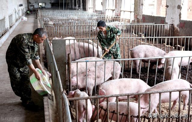 为何有的人说在农村做养殖也就是养猪呢？除了养猪还能养殖什么呢