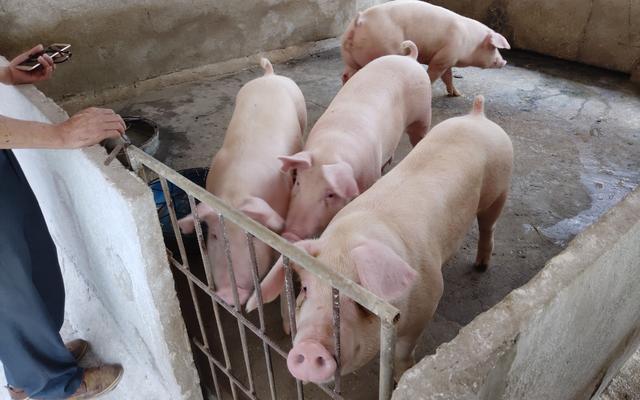 广东台山养猪业求变