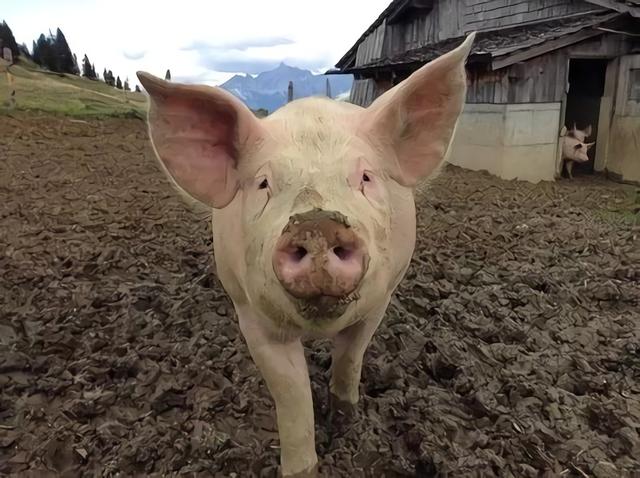 猪粪制作有机肥需要加多少垫料？看这个公式就知道了