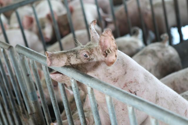 养猪场如何才能做到可持续发展？