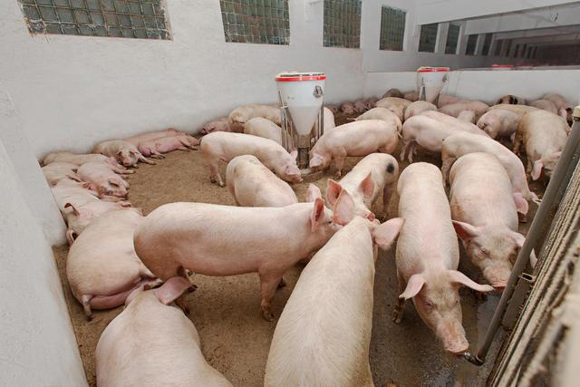 12日猪价稳中有涨，3种野菜喂猪效果好，有病治病，没病促生长