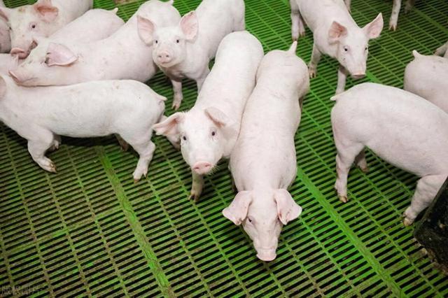 深入解析养猪成本核算：从生产到猪群，全面掌握成本动态