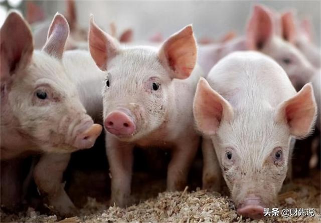 江西第一的“养猪大王”，坐拥150多家猪场，靠猪年收入超866亿