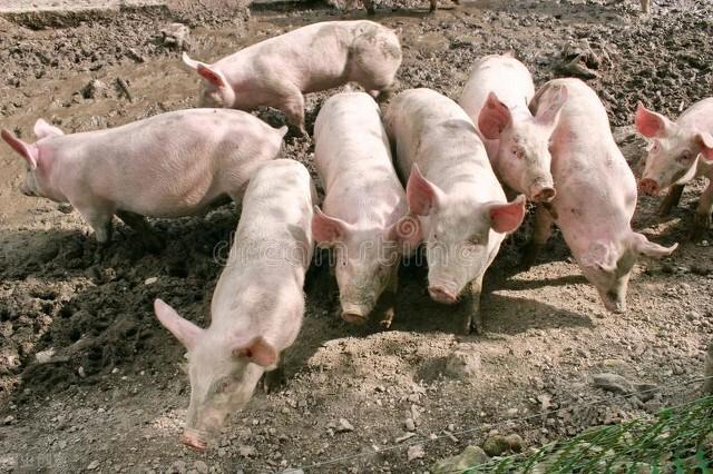 有高楼养猪，养一只猪越来越贵了，普通山里人或许就吃不起了