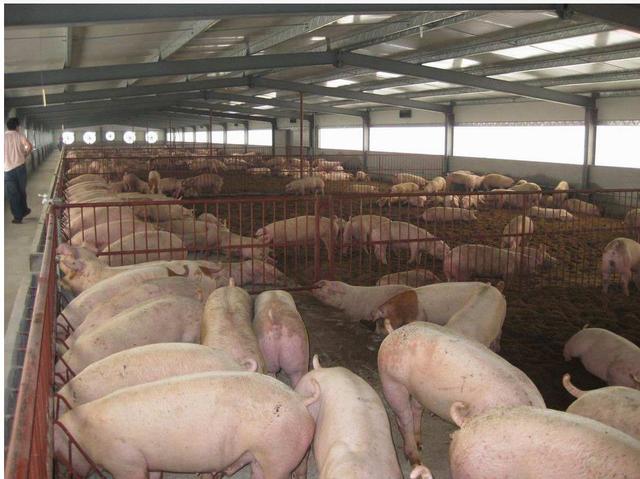 7省鼓励养猪11省限制，2017年养猪政策“铁腕”开始施行