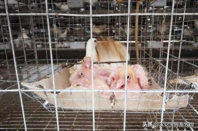广东养猪大户猪场清栏，投资90万元改养鸽，每对种鸽利润超100元
