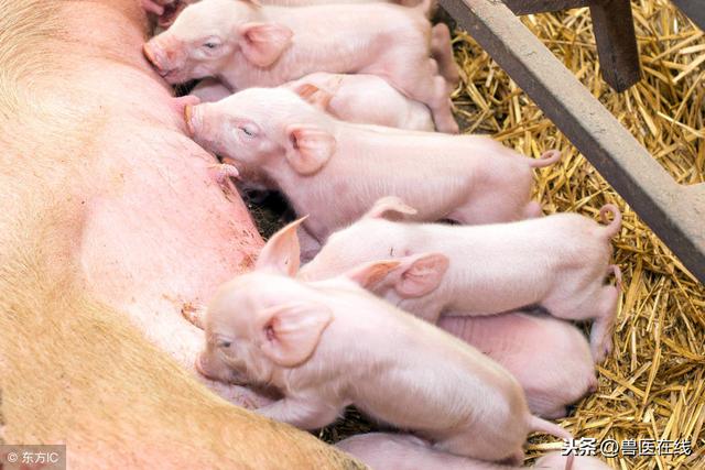 养猪饲养管理上需要注意，做个细节控！