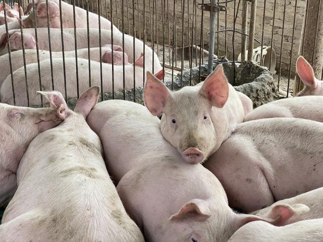 养猪行业的痛点是什么？养猪行业的痛点有哪些？看完你就知道了！
