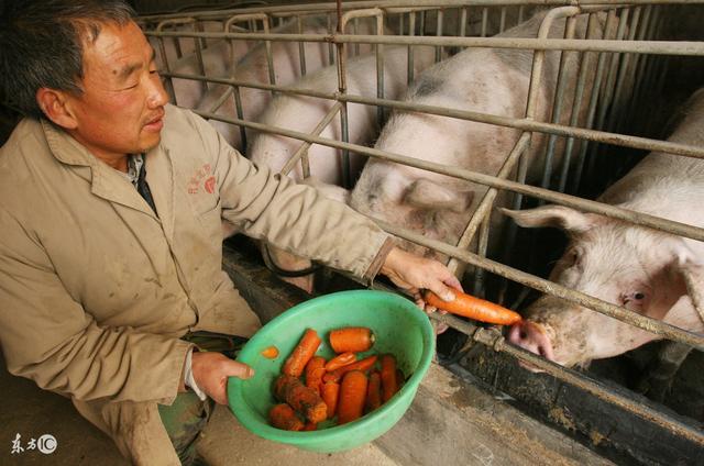 猪饲料越来越贵，养猪成本不断攀升，养猪户快来学学如何节省饲料