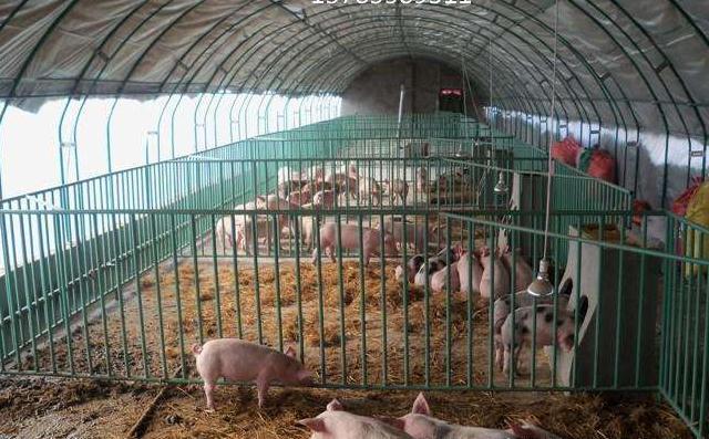 养猪大棚造价低廉施工简单，但也存在严重缺陷
