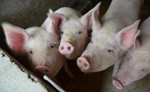 农业农村部通报3起非洲猪瘟疫：有养殖场户违法出售问题生猪